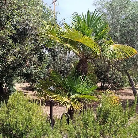 Sa Teria Village Gæstehus Tertenìa